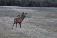 Cervus elaphus