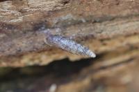 Clausilia bidentata