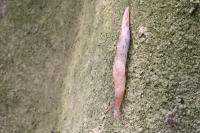 Deroceras reticulatum