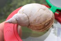 Lymnaea stagnalis