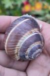 Helix lucorum