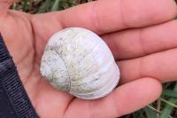 Helix pomatia