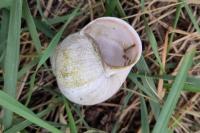 Helix pomatia