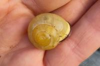 Cepaea nemoralis