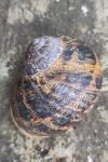 Cornu aspersum