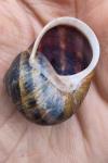 Cornu aspersum