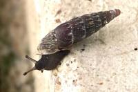 Clausilia bidentata