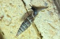 Clausilia bidentata