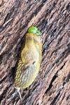 Arion intermedius
