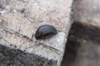 Arion hortensis
