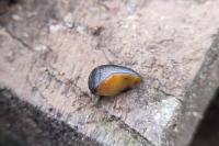 Arion hortensis