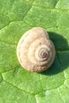 Backeljaia gigaxii