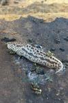 Limax maximus