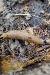 Limacus flavus