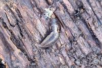 Lehmannia marginata