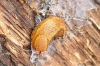 Arion subfuscus