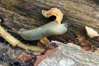 Arion intermedius