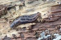 Limax maximus