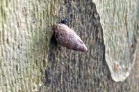 Merdigera obscura