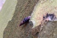 Clausilia bidentata