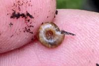 Gonyodiscus rotundatus