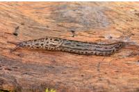 Limax maximus