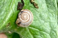 Hygromia cinctella