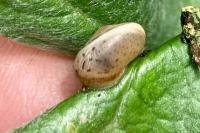 Hygromia cinctella