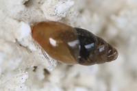 Cochlicopa lubrica