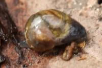 Semilimax pyrenaicus