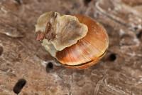 Cepaea nemoralis