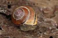 Cepaea nemoralis