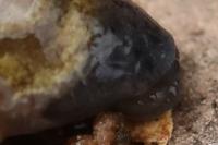 Semilimax pyrenaicus