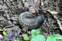 Limax cinereoniger