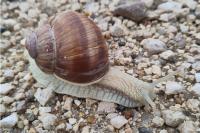 Helix pomatia