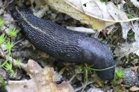 Limax cinereoniger