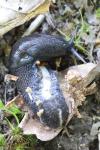 Limax cinereoniger