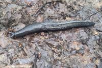 Limax cinereoniger
