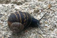 Cornu aspersum
