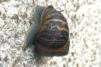 Cornu aspersum