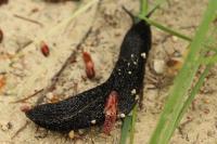 Limax cinereoniger