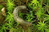 Limax cinereoniger