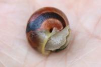 Cepaea nemoralis