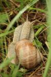 Helix pomatia