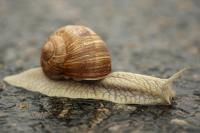 Helix pomatia