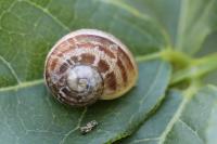 Cornu aspersum
