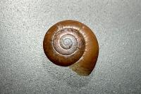 Aegopinella nitidula