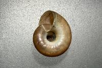 Aegopinella nitidula