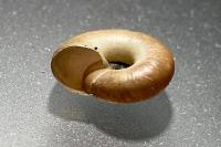 Aegopinella nitidula