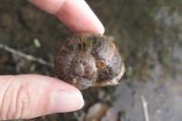Cornu aspersum